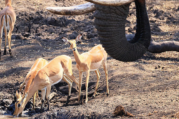 At Kruger NP