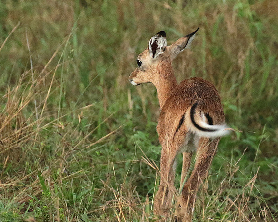 Sabi Sand