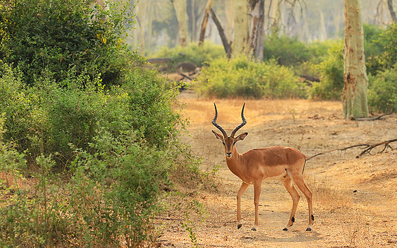 At Kruger NP