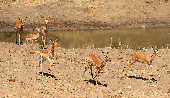 At Kruger NP