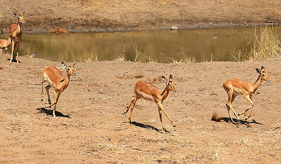 At Kruger NP
