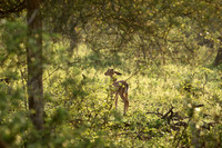At Lion Sands
