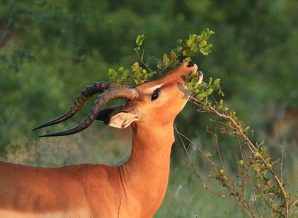 At Londolozi