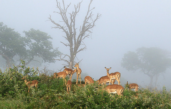 At Londolozi