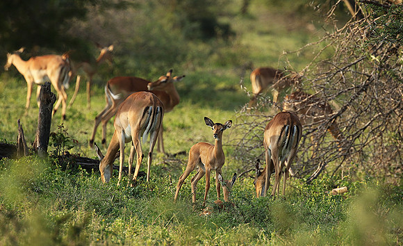 At Lion Sands