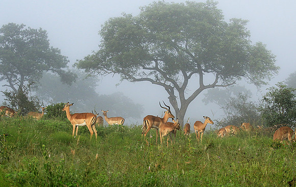At Londolozi