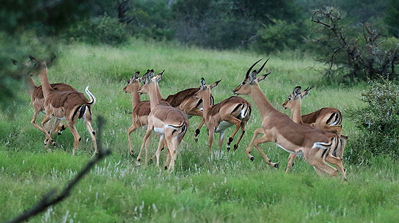 At Londolozi