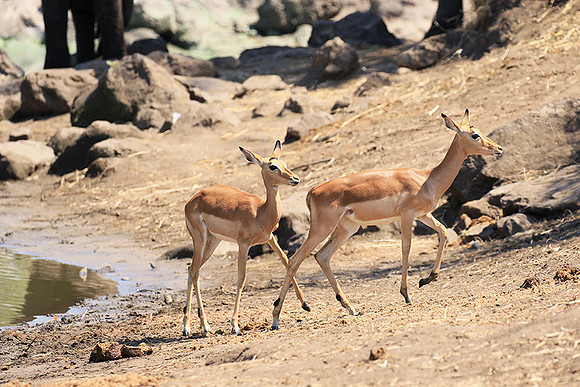 At Kruger NP