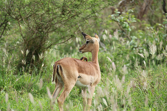 At Lion Sands