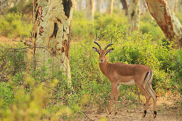 At Kruger NP