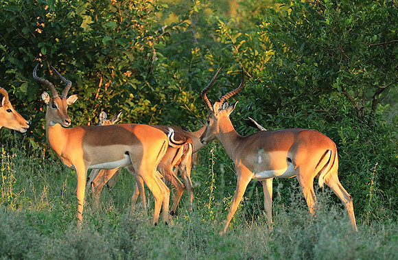 At Londolozi