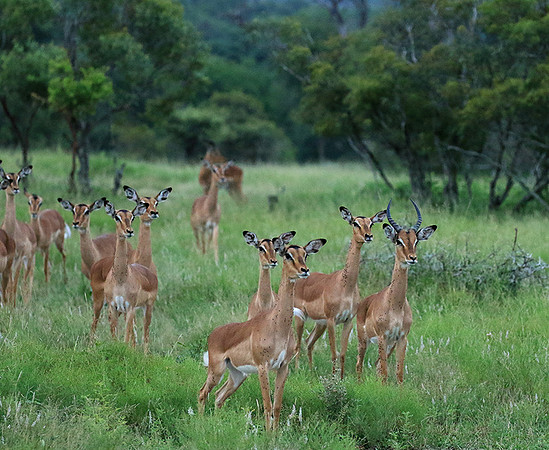 At Londolozi