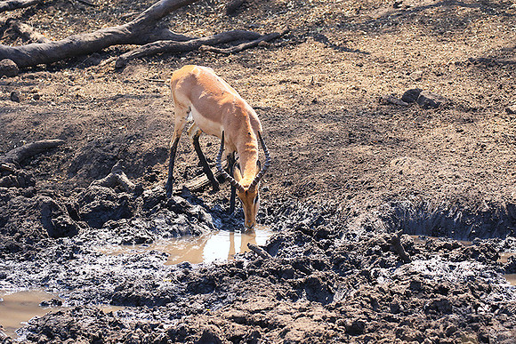 At Kruger NP