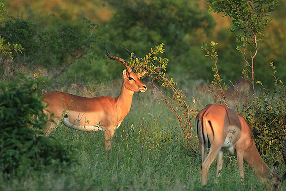 At Londolozi