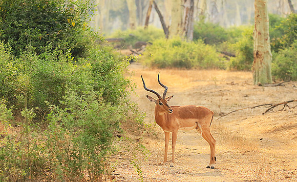 At Kruger NP