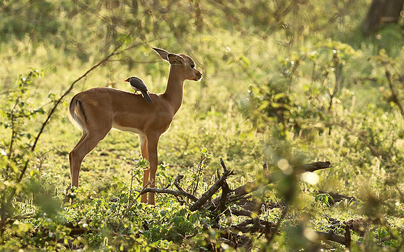 At Lion Sands