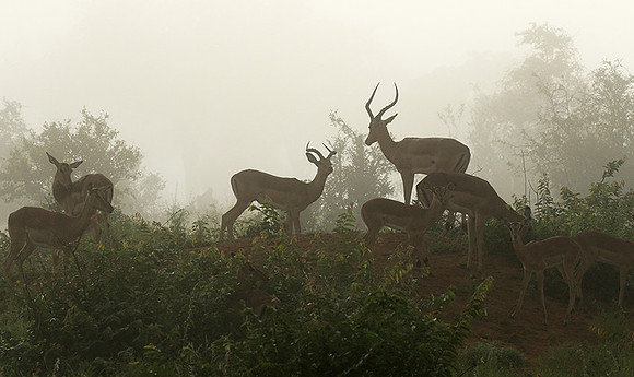 At Londolozi