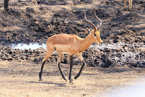 At Kruger NP