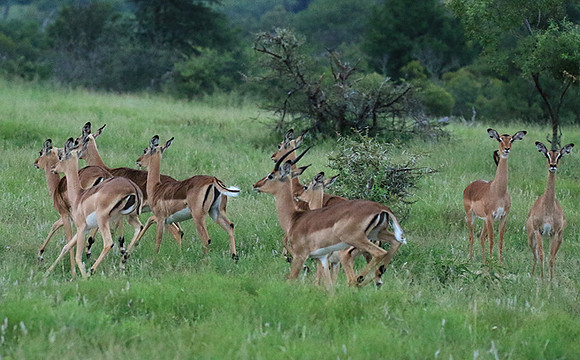 At Londolozi