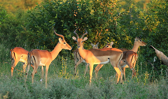 At Londolozi
