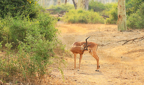 At Kruger NP