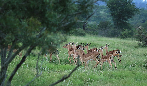 At Londolozi