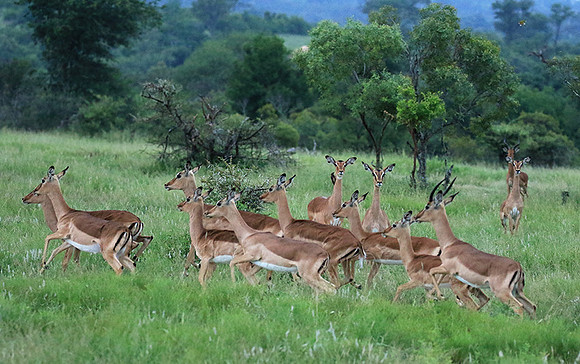 At Londolozi