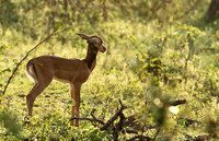 At Lion Sands