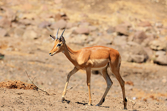 At Kruger NP