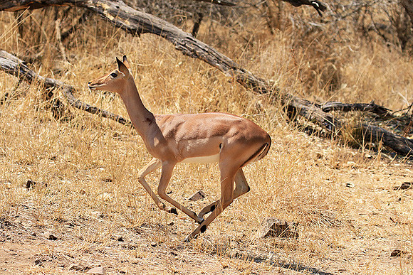 At Kruger NP