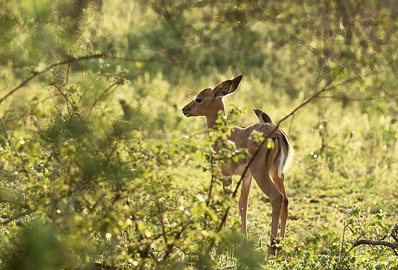 At Lion Sands