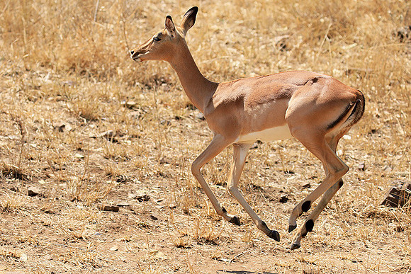 At Kruger NP