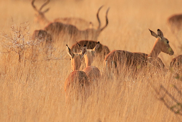 Lebombo private reserve - Kruger Park NP