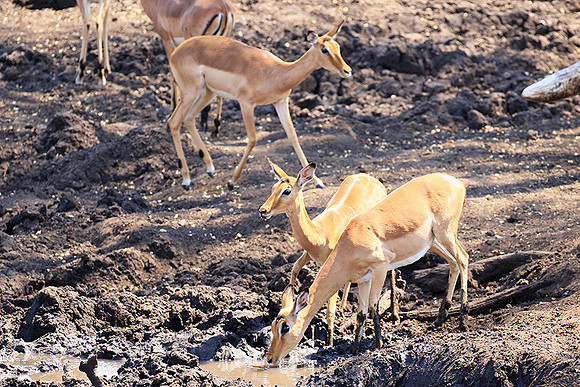 At Kruger NP