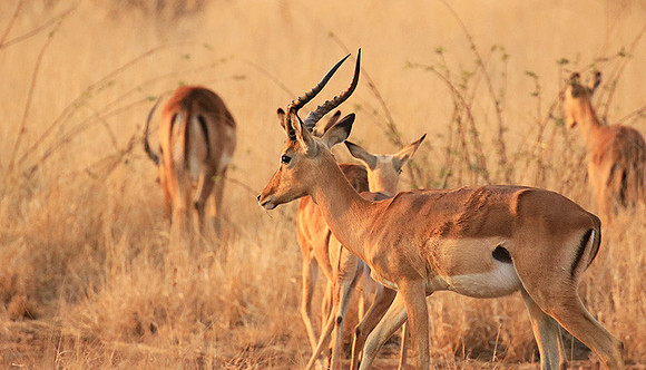 At Kruger NP