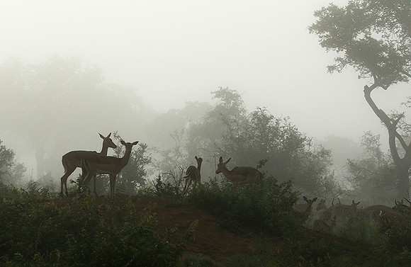 At Londolozi