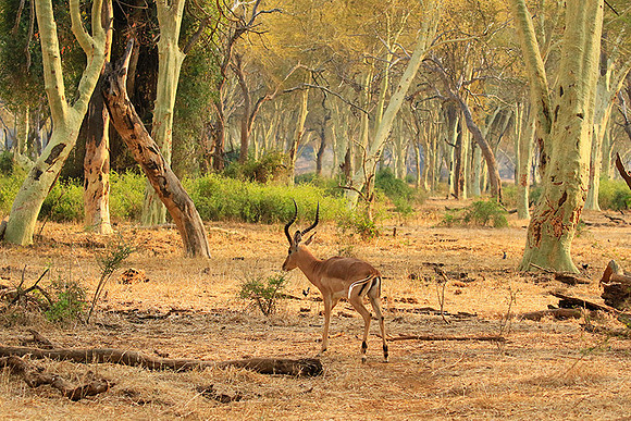 At Kruger NP