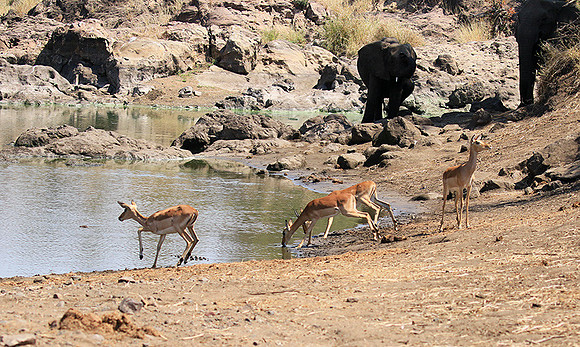 At Kruger NP