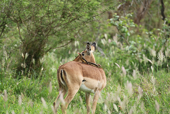 At Lion Sands