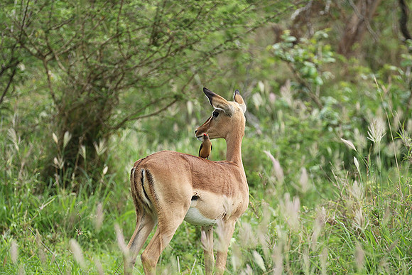 At Lion Sands