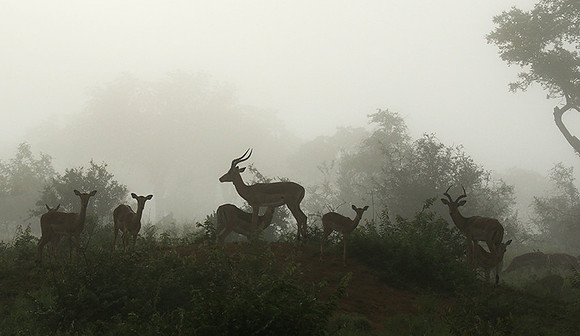 At Londolozi