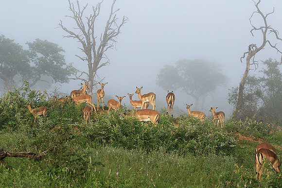 At Londolozi