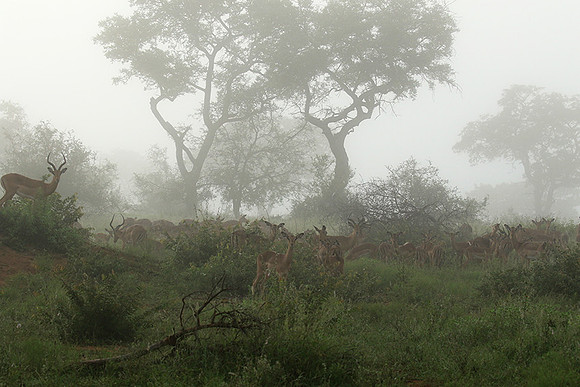 At Londolozi