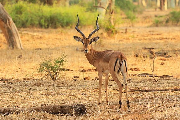 At Kruger NP