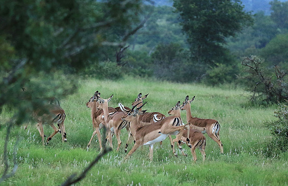 At Londolozi