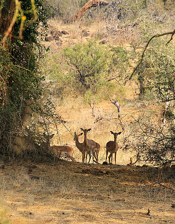 At Kruger NP
