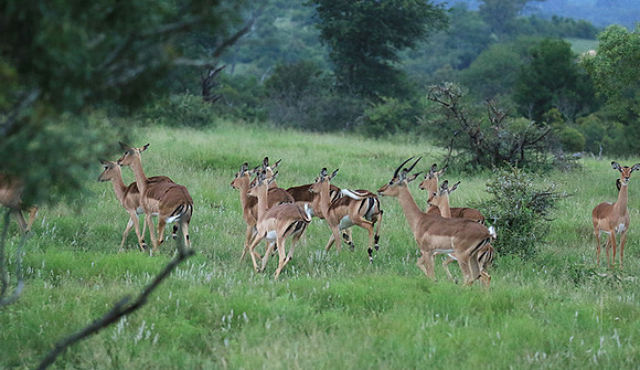 At Londolozi