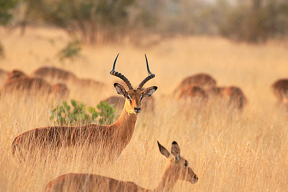 At Kruger NP