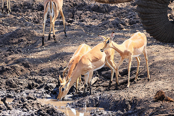 At Kruger NP
