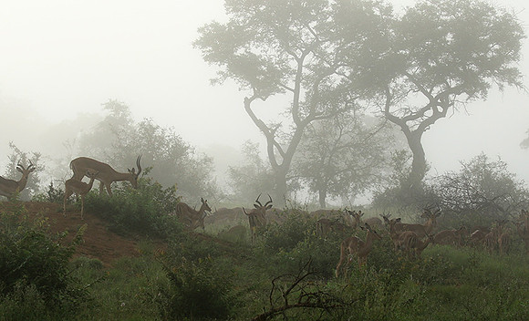 At Londolozi